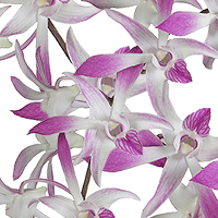 Orchids Ceasar 90 (HB) For Delivery to Concord, North_Carolina