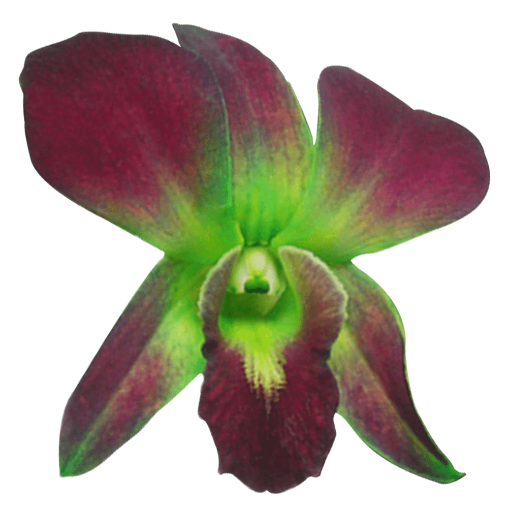 Buy Cheap Green Dyed Orchids  Online