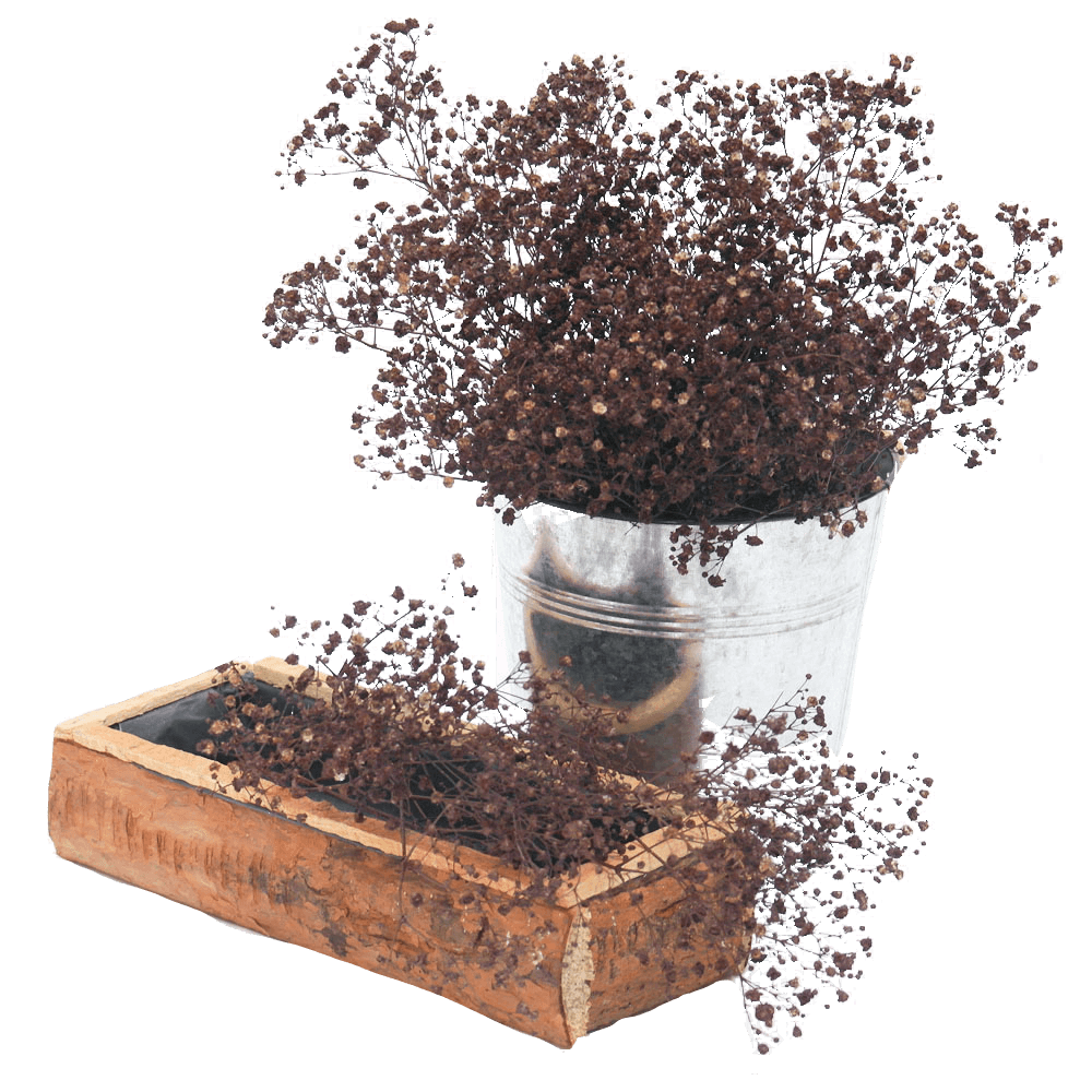 Buy Coffee Gypsophila Online Low Price Flowers