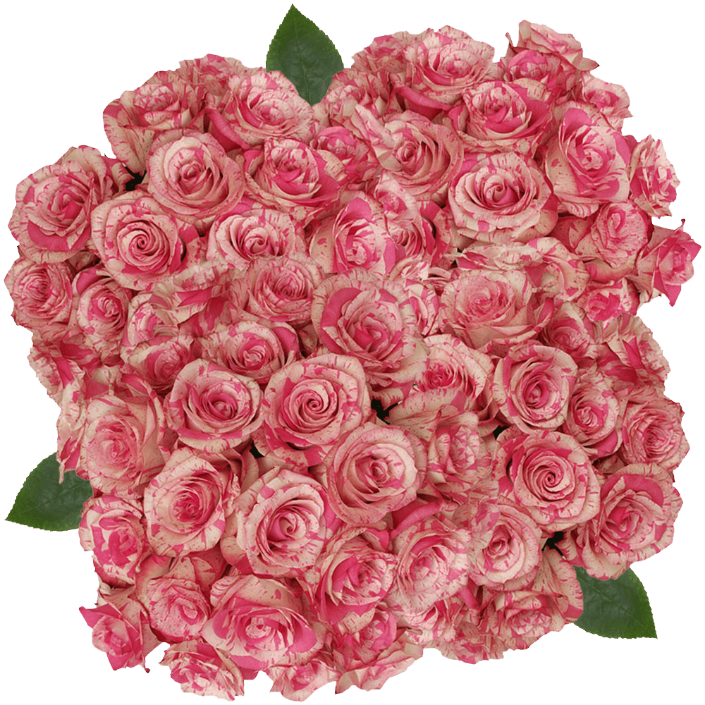 Buy Cream and Dark Pink Magic Times Roses Flowers Online