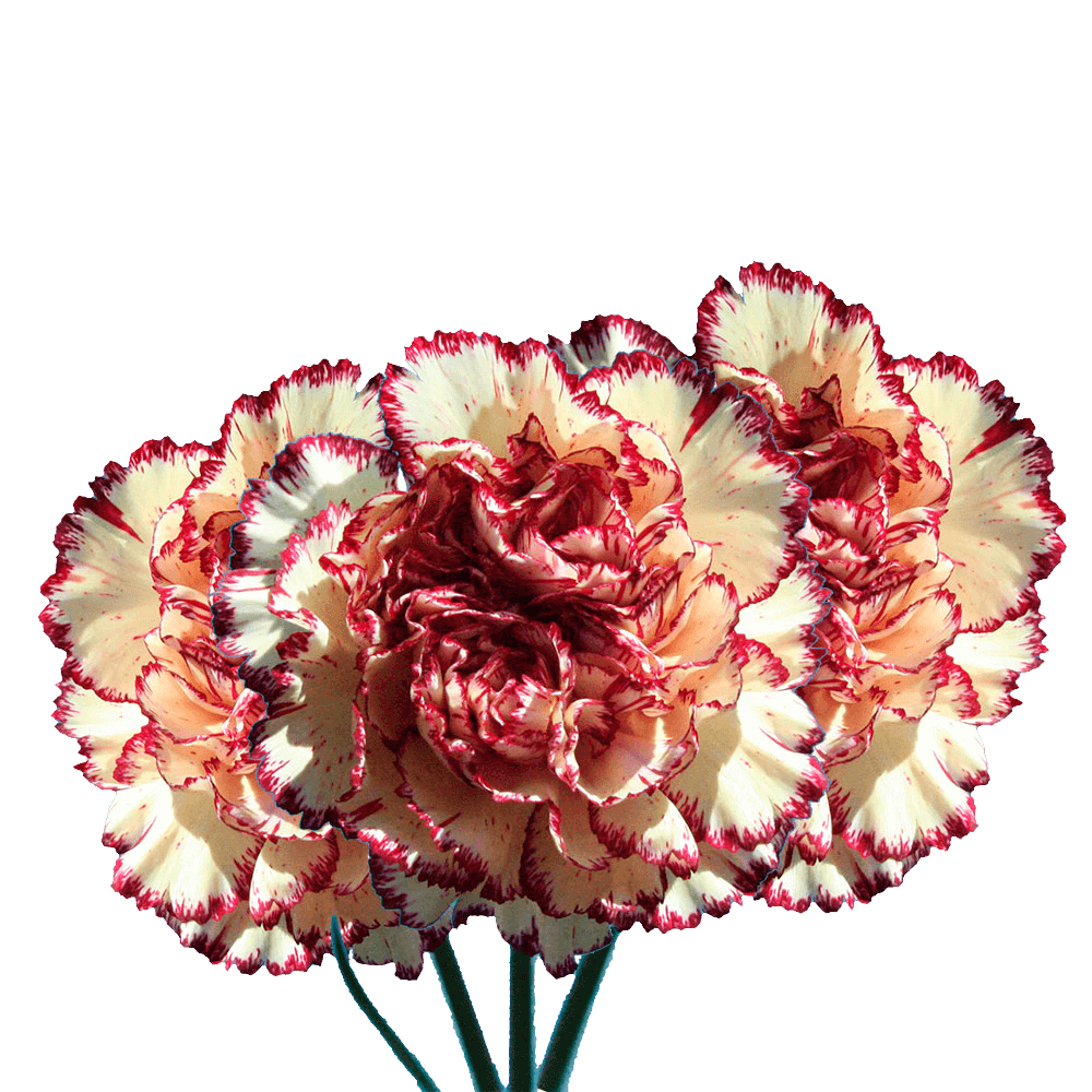 Buy Cream Carnations Red Edges Carnations For Sale Cheap