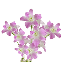 Orchids Sakura Qty For Delivery to Massachusetts