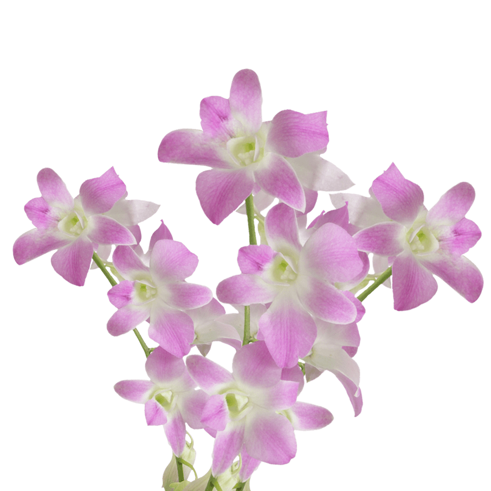 Orchids Sakura Qty For Delivery to Irvine, California