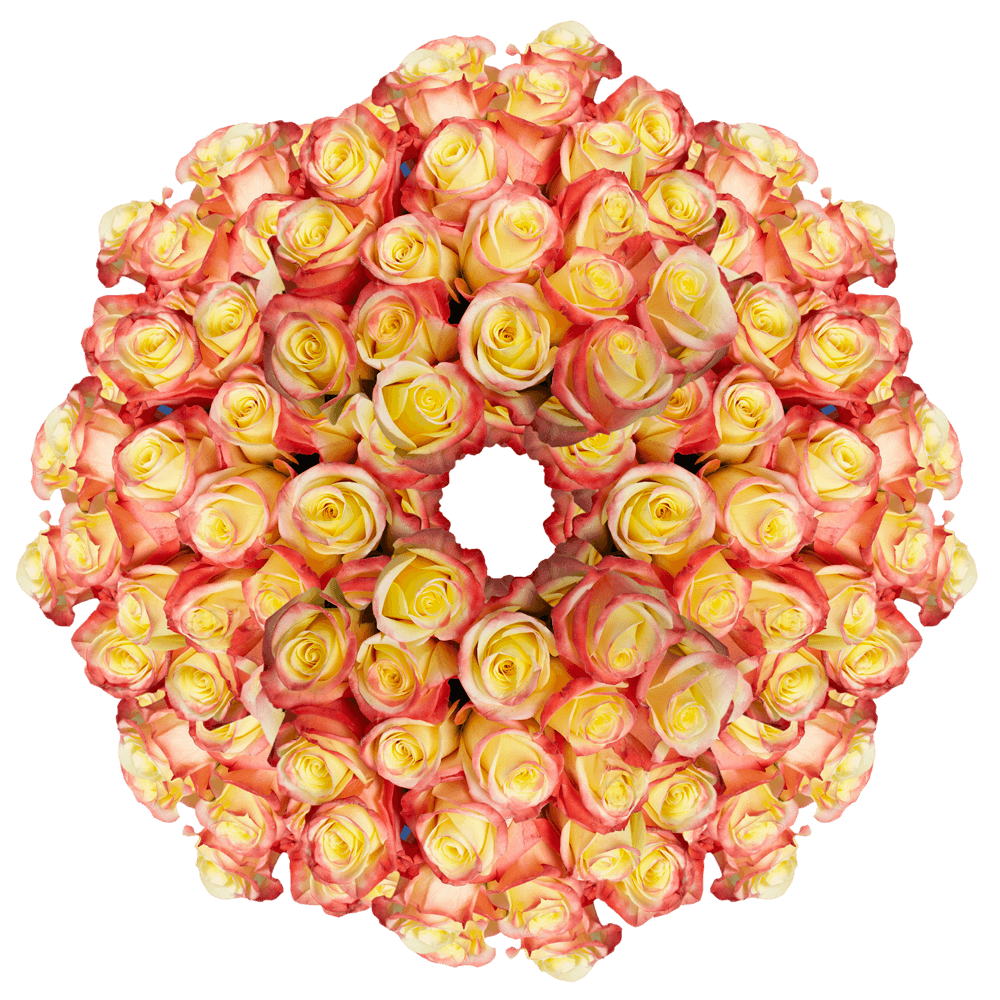 Buy Creamy Yellow With Red Tip Roses