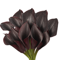 (QB) Mini-Callas Dark Purple 12 Bunches For Delivery to Edmond, Oklahoma