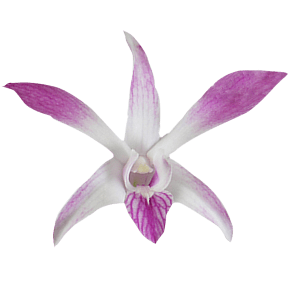 Buy Dendrobium Orchids Low Cost Online