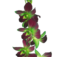 Orchids Green Sonnia 70 (QB) For Delivery to West_Sacramento, California