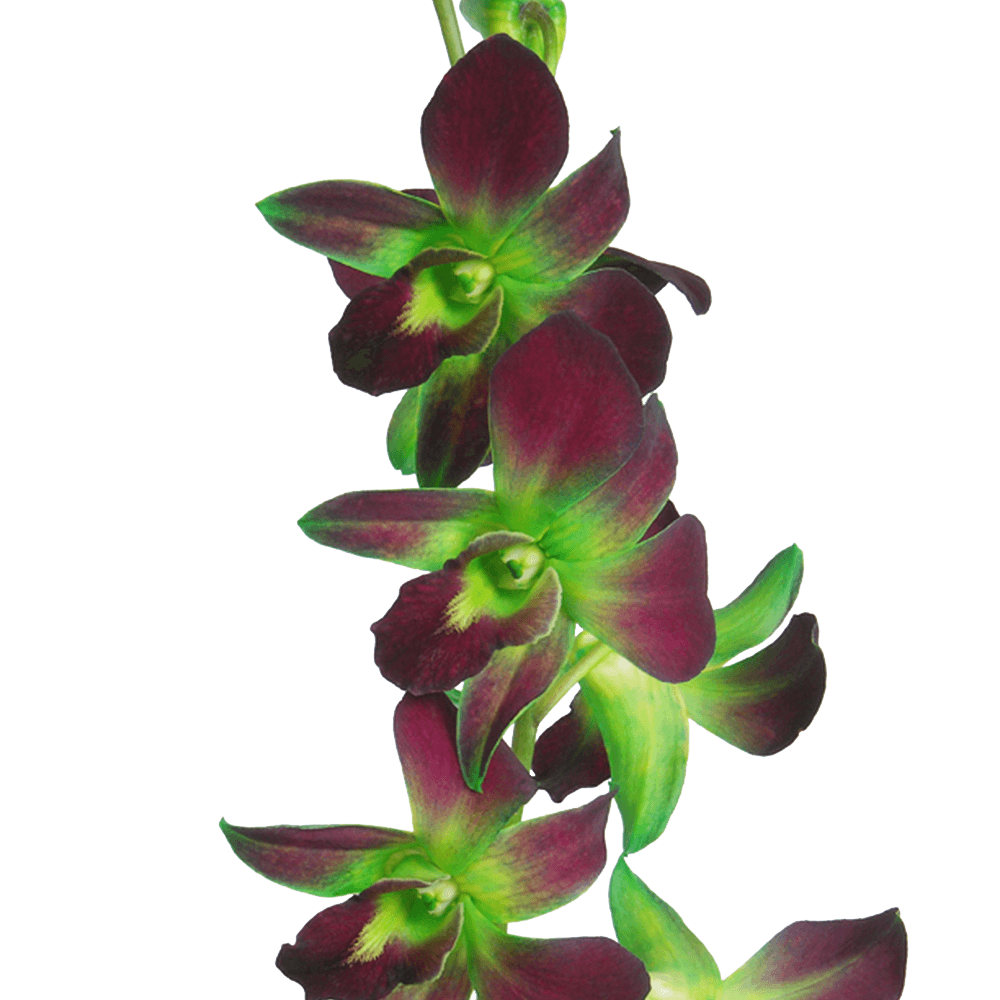Buy Fresh Cut Green Dyed Orchids  Free Delivery