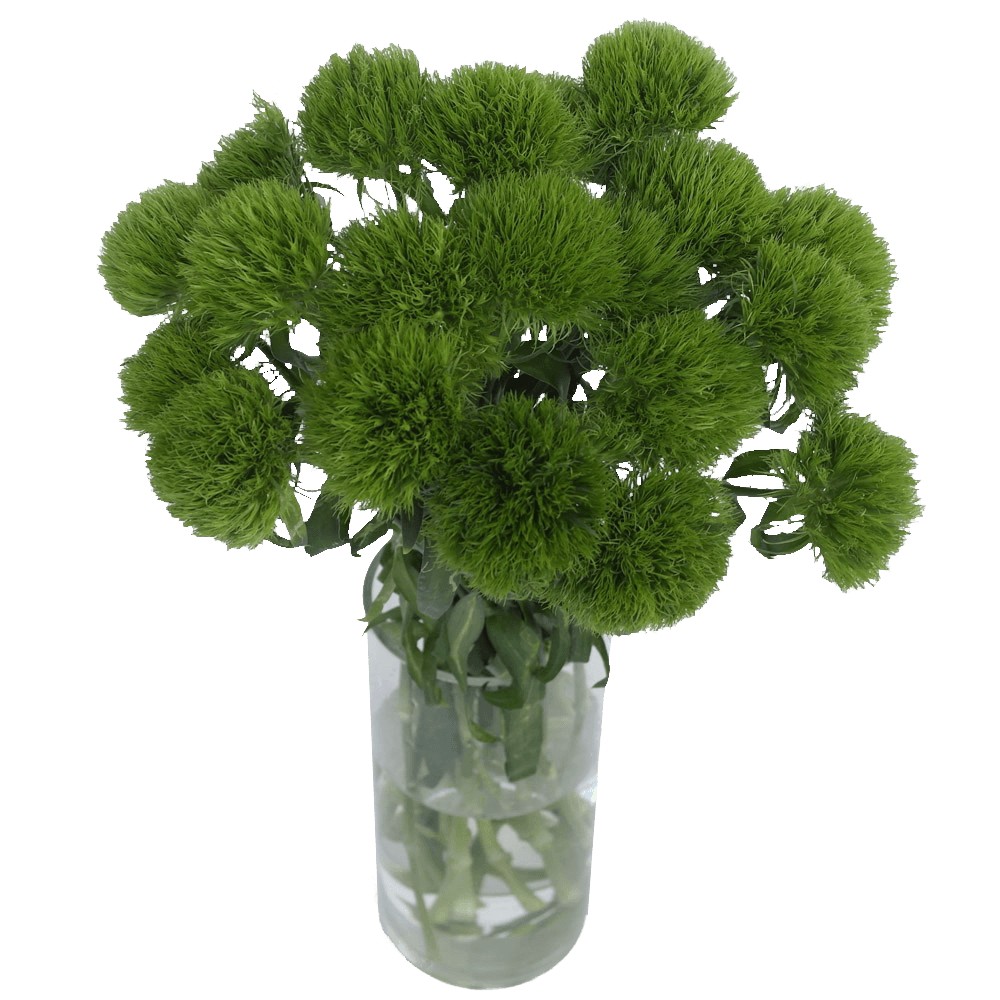 Fresh Green Chrysanthemum Button Flowers