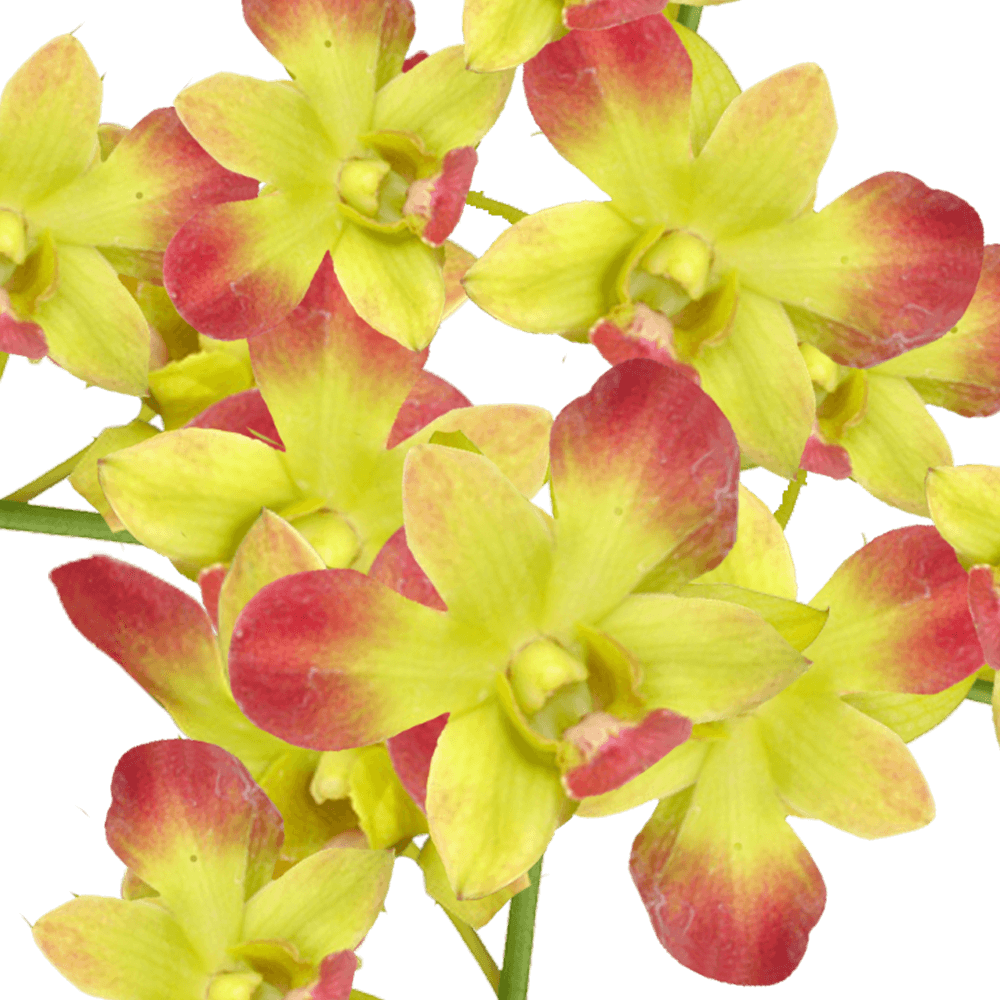 Buy Gun Pong Orchids Flowers Delivery Online