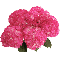 Pink Hydrangeas 10 (OC) For Delivery to Delaware
