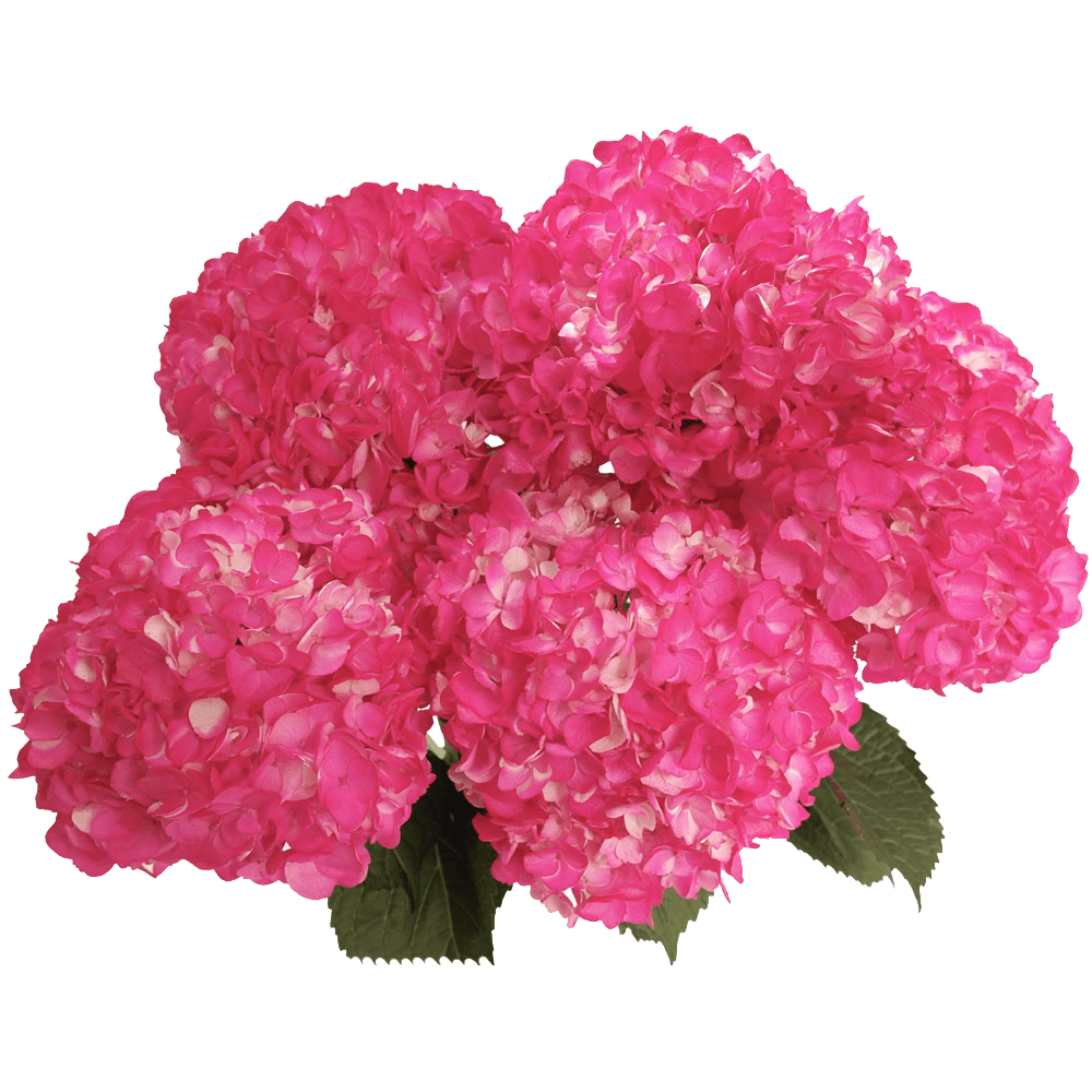 Buy Hot Pink Hydrangea Flowers Online