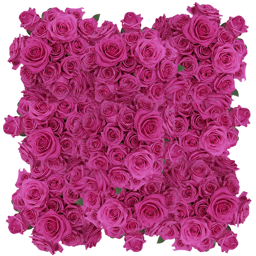 Buy Hot Pink Roses Flower Delivery