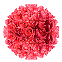 Hot Pink Roses Delivery | GlobalRose