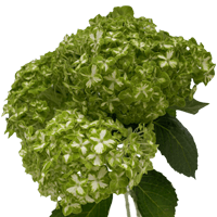 Green Variegated Hydrangeas 10 (OC) For Delivery to King, North_Carolina