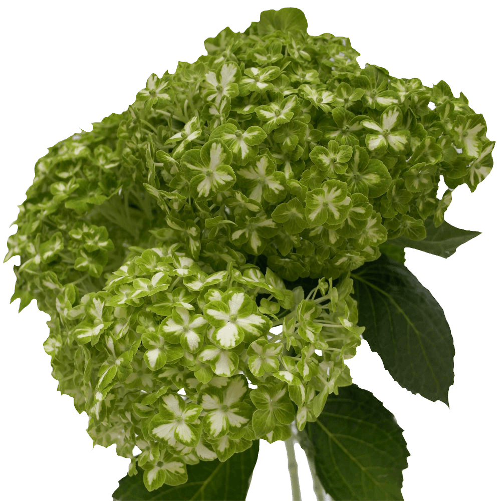 Buy Hydrangea Green Flowers Wholesale Price