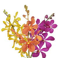 Orchids Your Choice 20 Stems (OC) For Delivery to Niagara_Falls, New_York