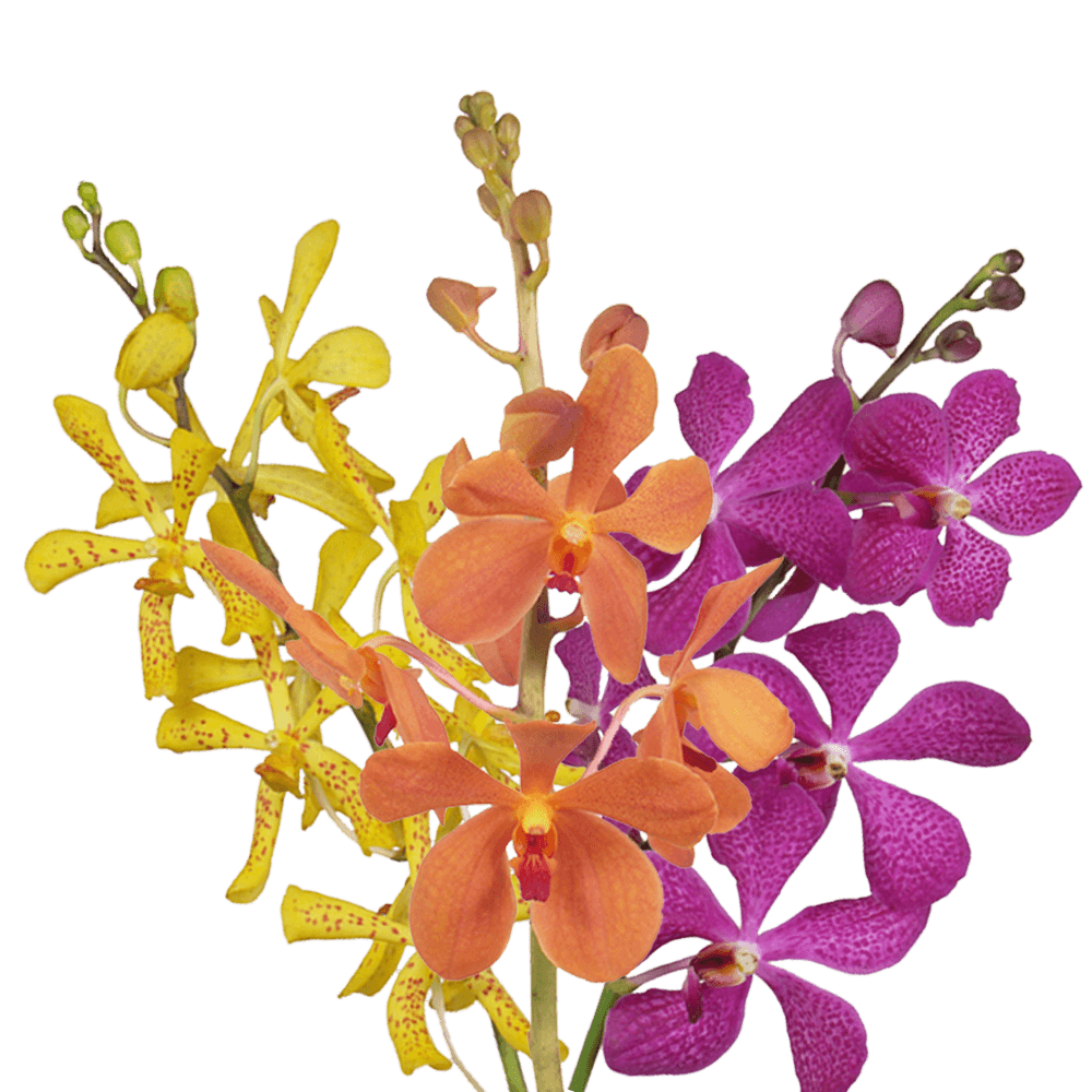 Orchids Your Choice 20 Stems (OC) For Delivery to Deltona, Florida