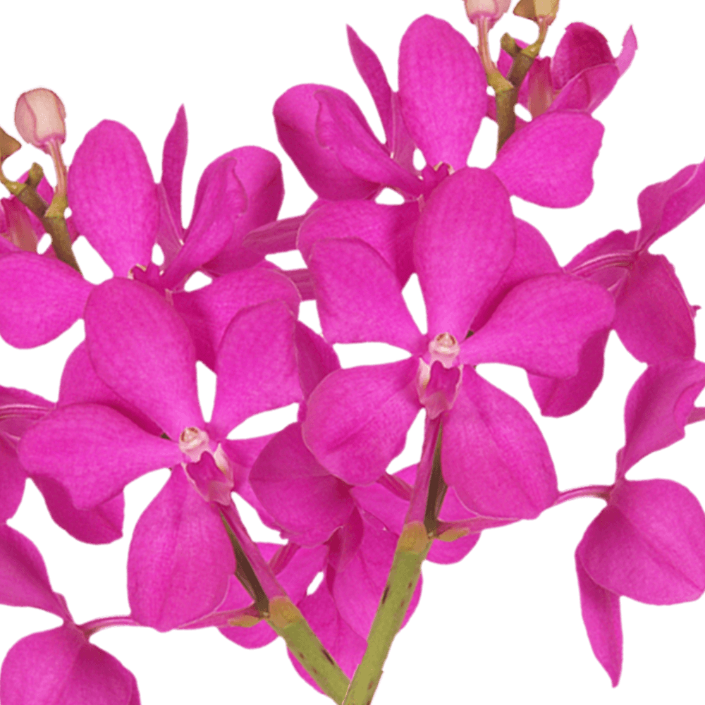 Buy Inexpensive Real Orchids Pink Fresh Flowers