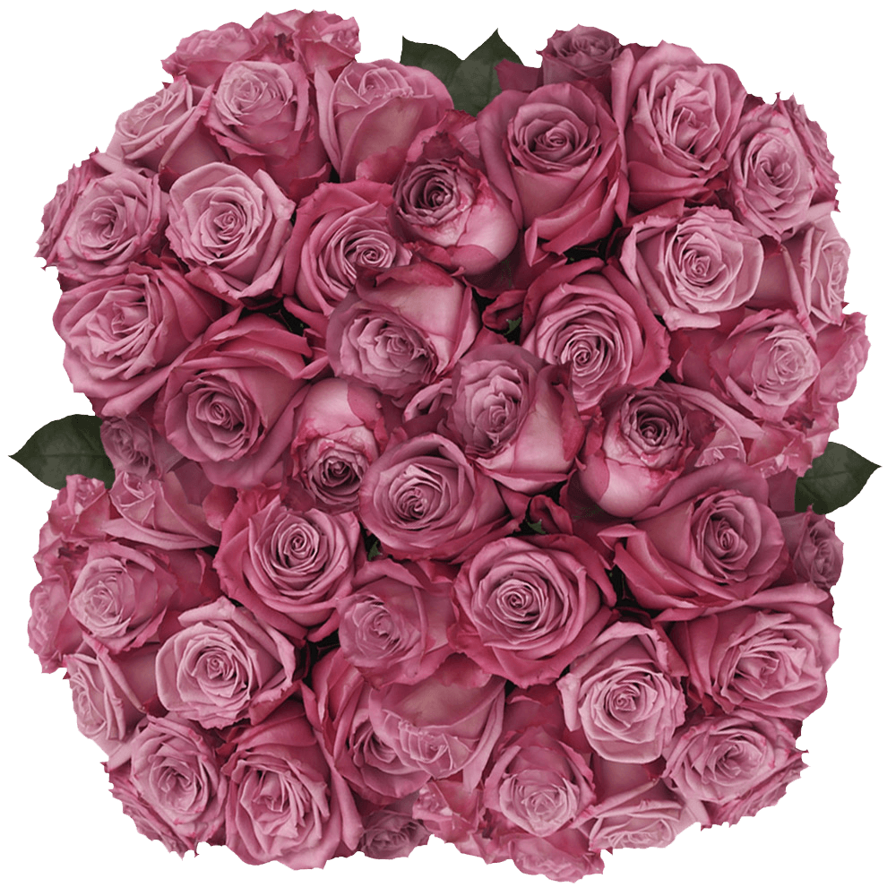 Buy Lavender Moody Roses Flowers Online