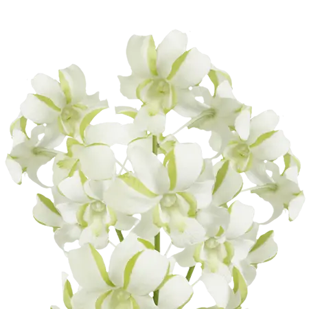 White-with-Green-Tips-Liberty