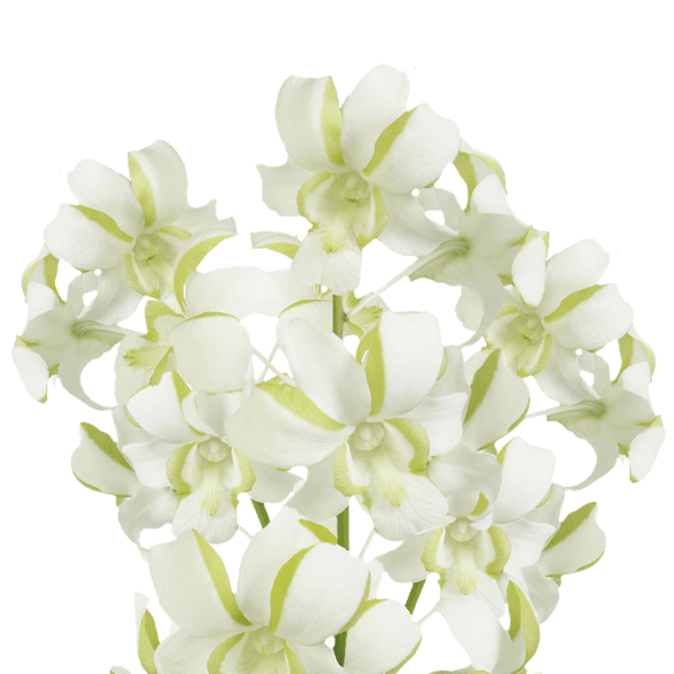 Buy Liberty Dendrobium Orchids Online Fresh Cut Flowers