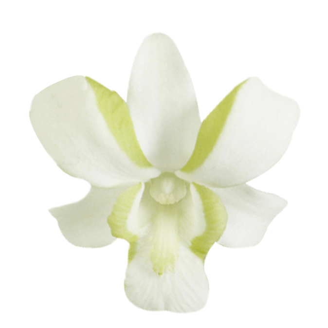 Buy Liberty Dendrobium Orchids Online Natural Flowers