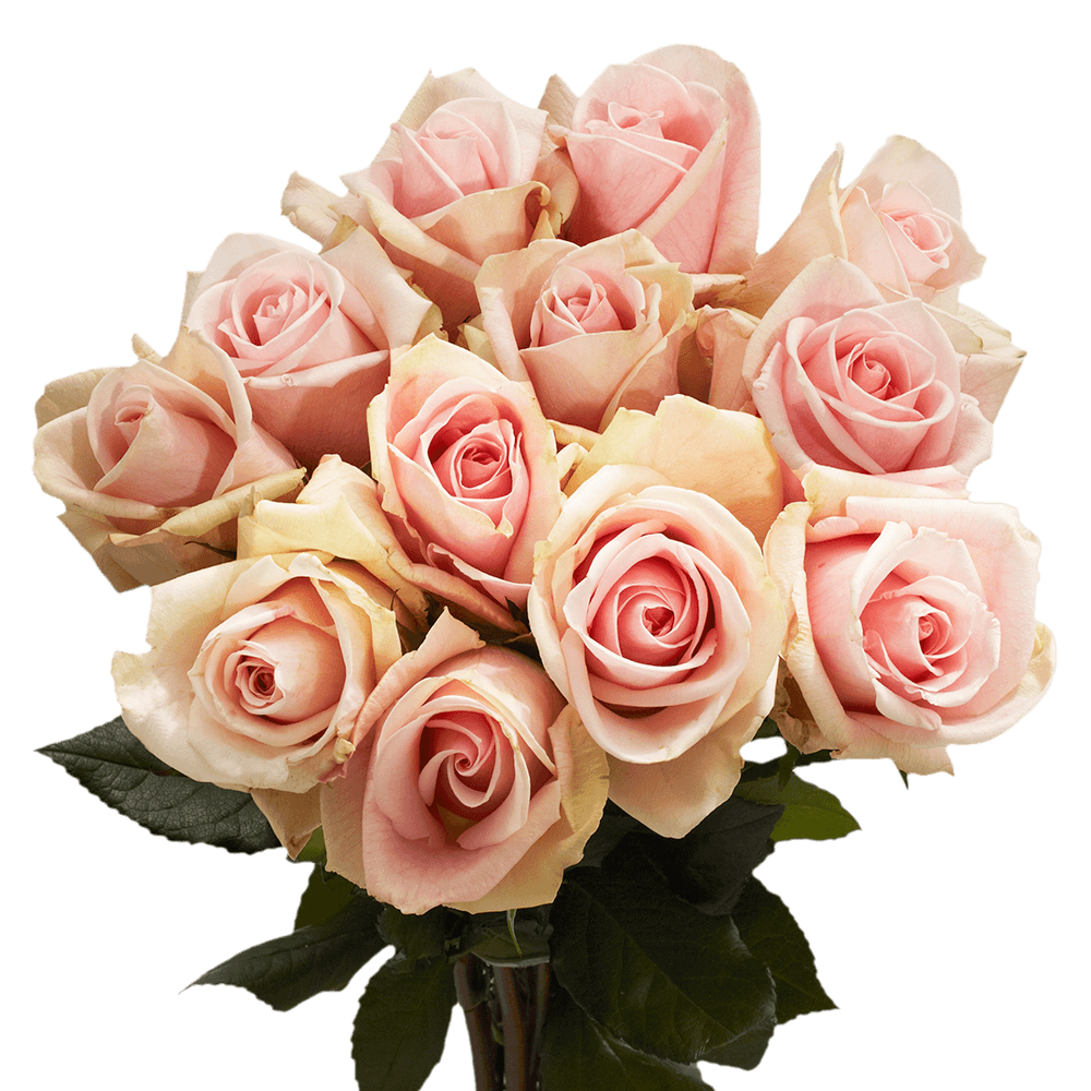 Buy Light Pink Champagne Roses