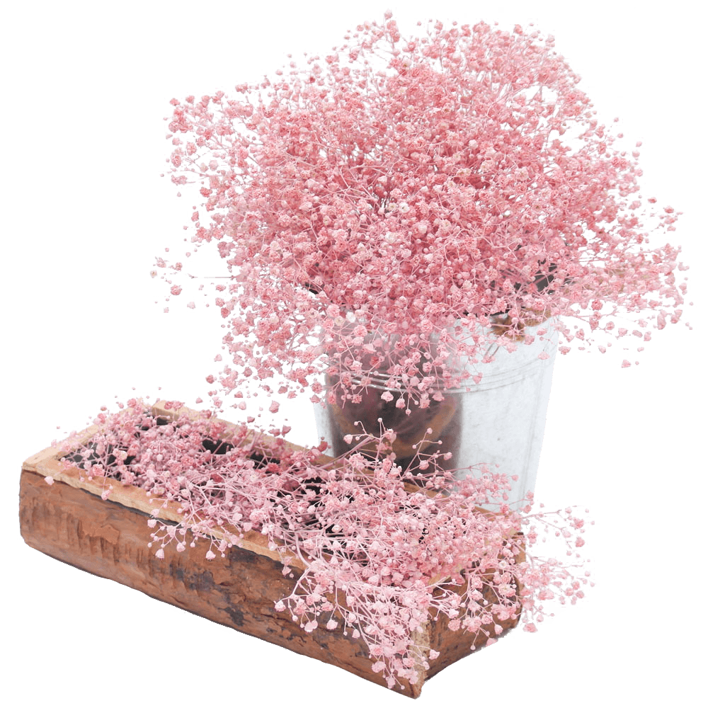 Buy Light Pink Gypsophila Online Low Price Flowers