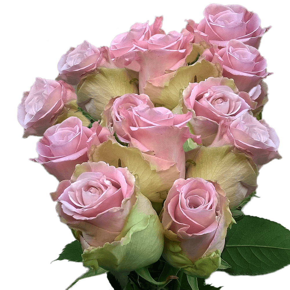 Buy Light Pink Roses Wholesale Prices