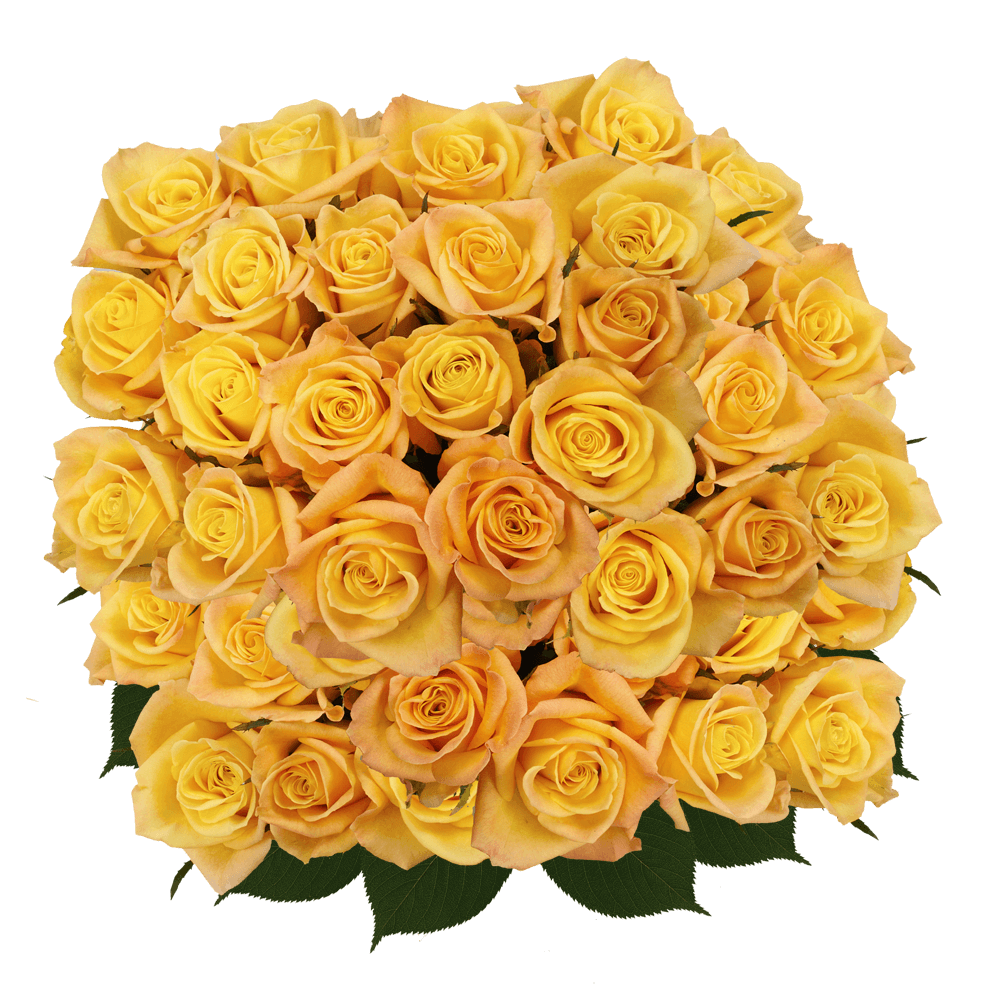 Buy Light Yellow Roses Online