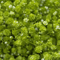 Babys Breath Lime Green Qty For Delivery to New_Mexico