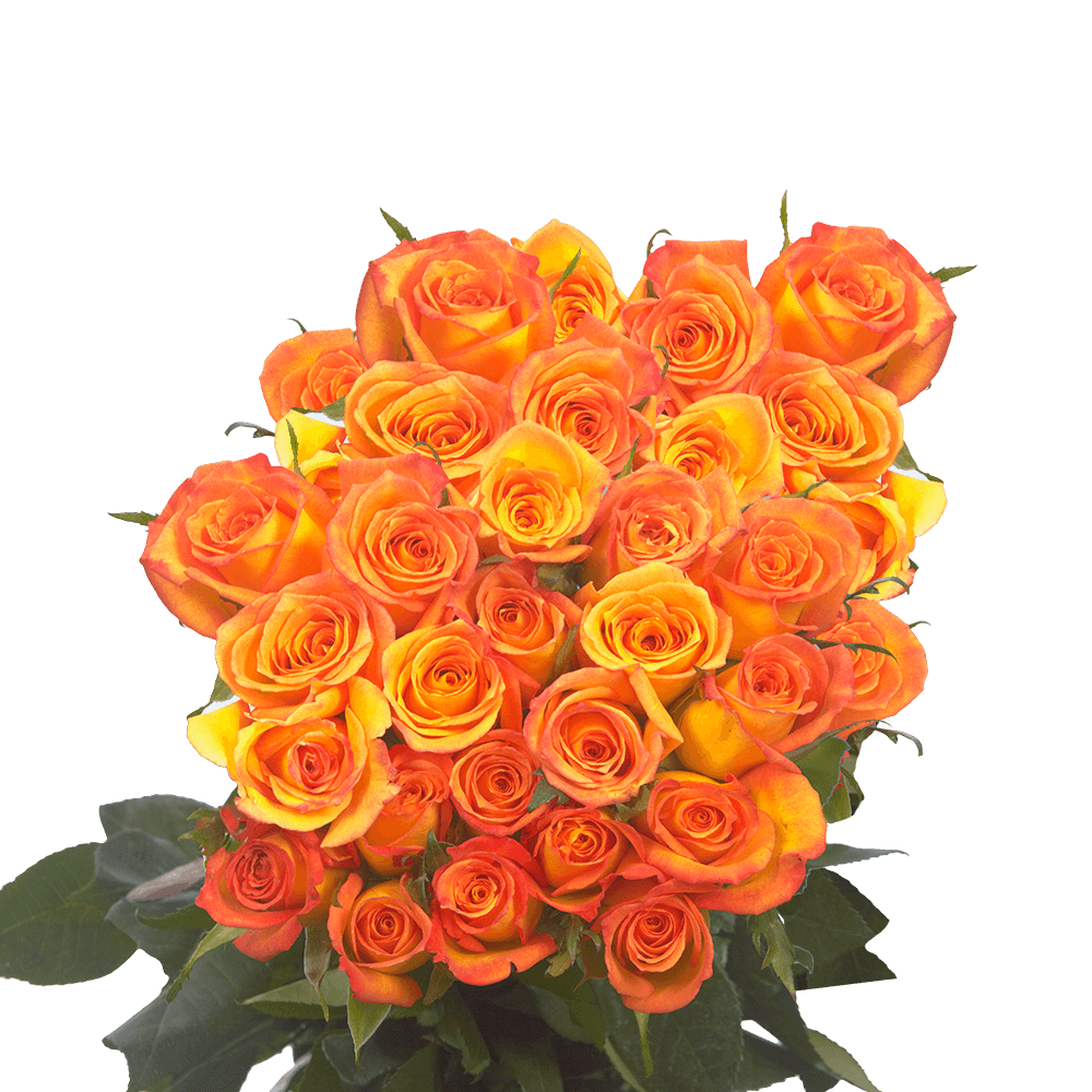 Buy Long Stem Dark Orange Roses