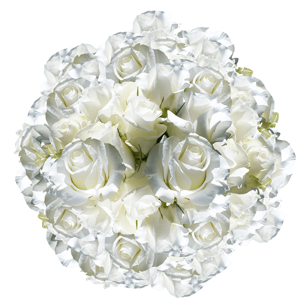 Buy Long Vibrant White Roses