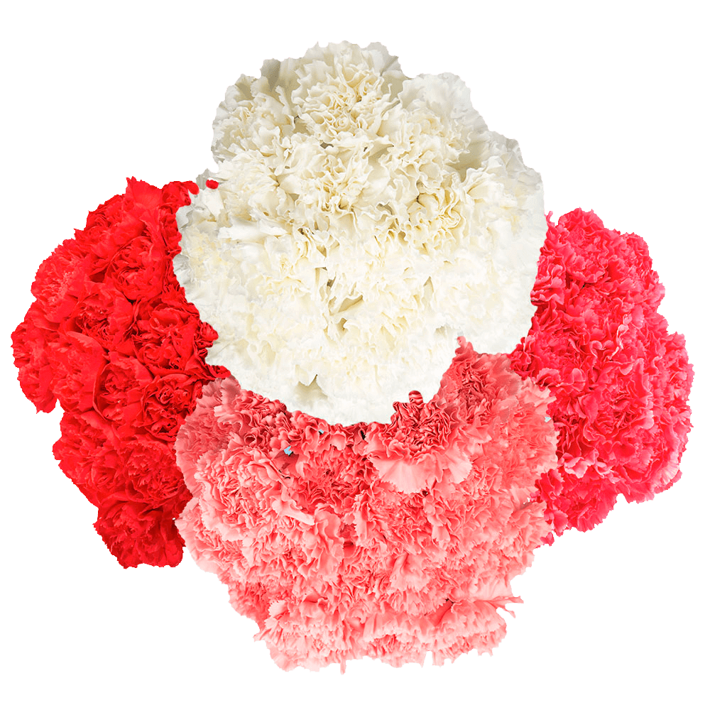 Buy Mother's Day Carnations