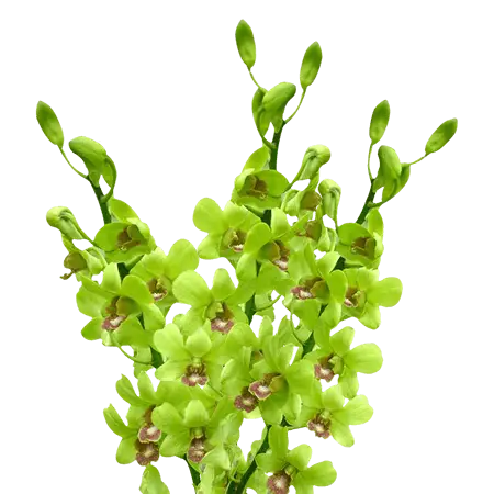 Light-Green-Burana-Jade