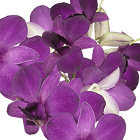 Orchids Viola 80 (QB) For Delivery to Schaumburg, Illinois