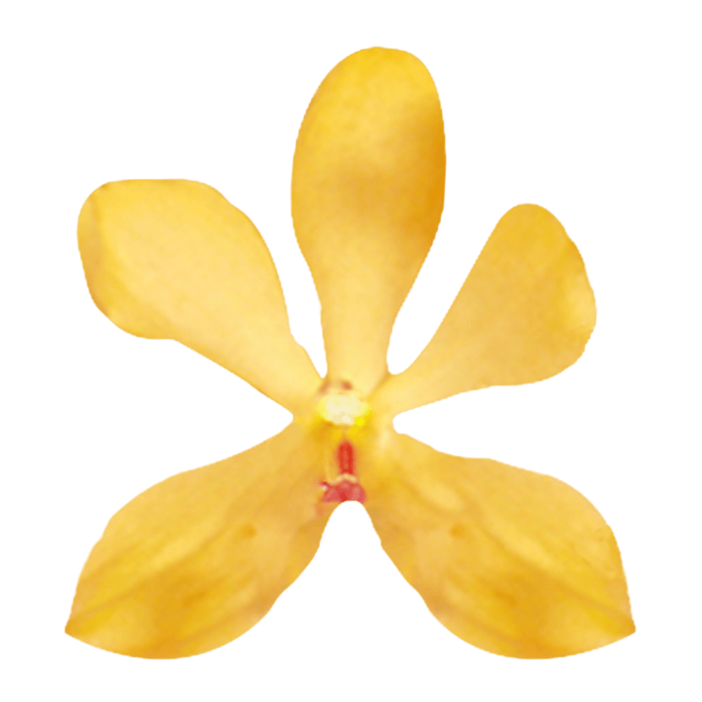 Buy Natural Yellow Kitty Mokara Orchids Online