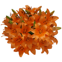(OC) Asiatic Lilies Orange 2 Bunches For Delivery to Ponca_City, Oklahoma