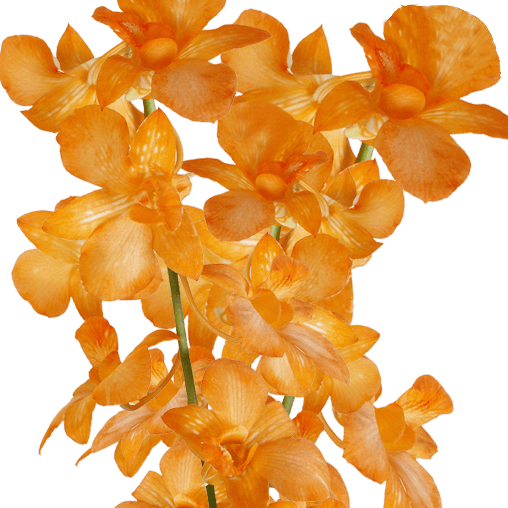 Buy Orange Dyed Big White Orchids Fresh Cut Flowers