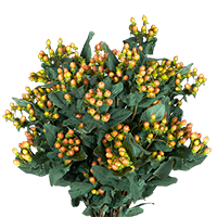 (QB) Hypericum Orange 12 Bunches For Delivery to South_Carolina