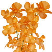 Orchids Orange Yubkuan 20 Stems (OC) For Delivery to Durant, Oklahoma