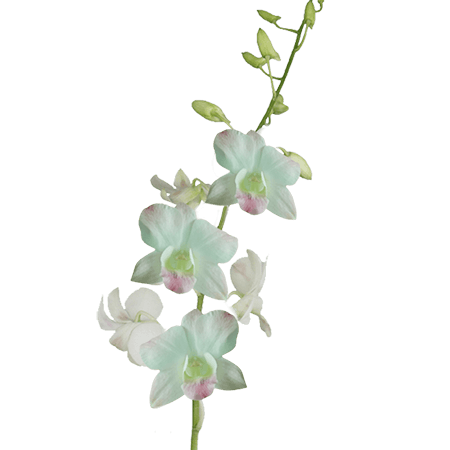 70 Stems of Peach Dendrobium Orchids 420 Blooms