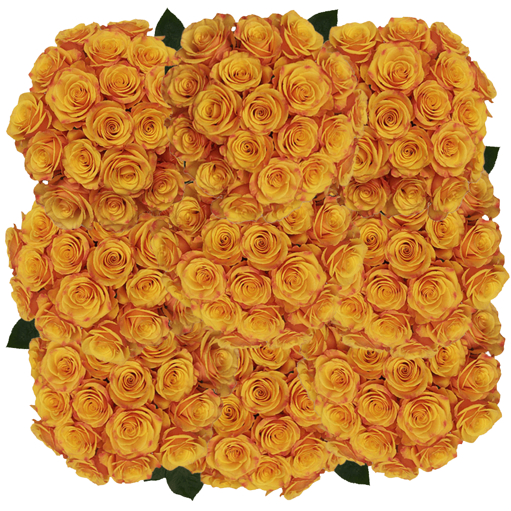 Buy Pale Orange Tycoon Roses Flower Delivery