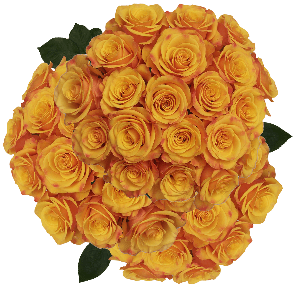 Buy Pale Orange Tycoon Roses Flowers Online