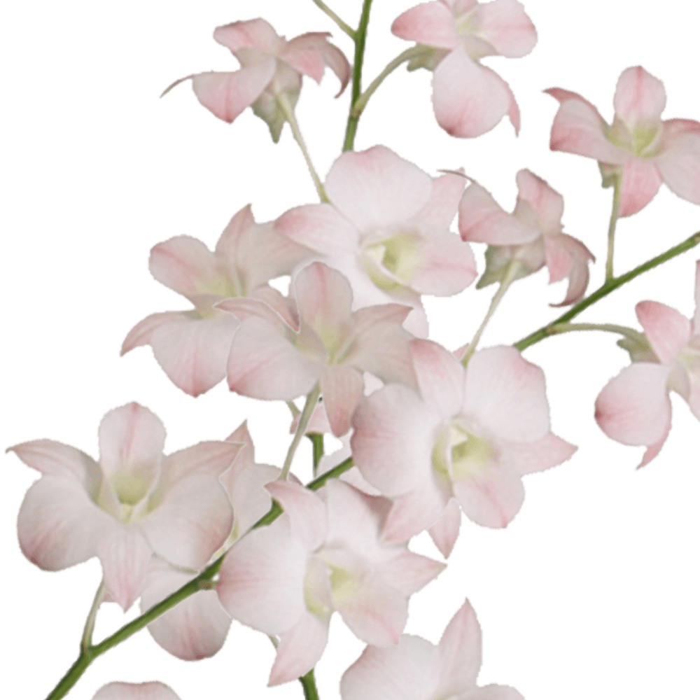 Buy Peach Dendrobium Orchids Flowers Delivery Online