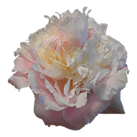 Qty of Light Pink Peony Flowers For Delivery to Naperville, Illinois