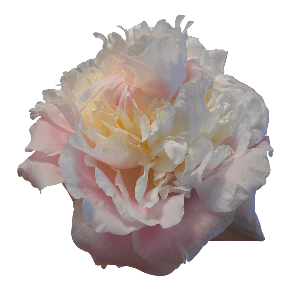 Light Pink Peonies - Best Winter Wedding Flowers