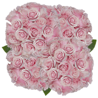 (HB) Rose Long Pink Mondial 150 Stems For Delivery to Hialeah, Florida