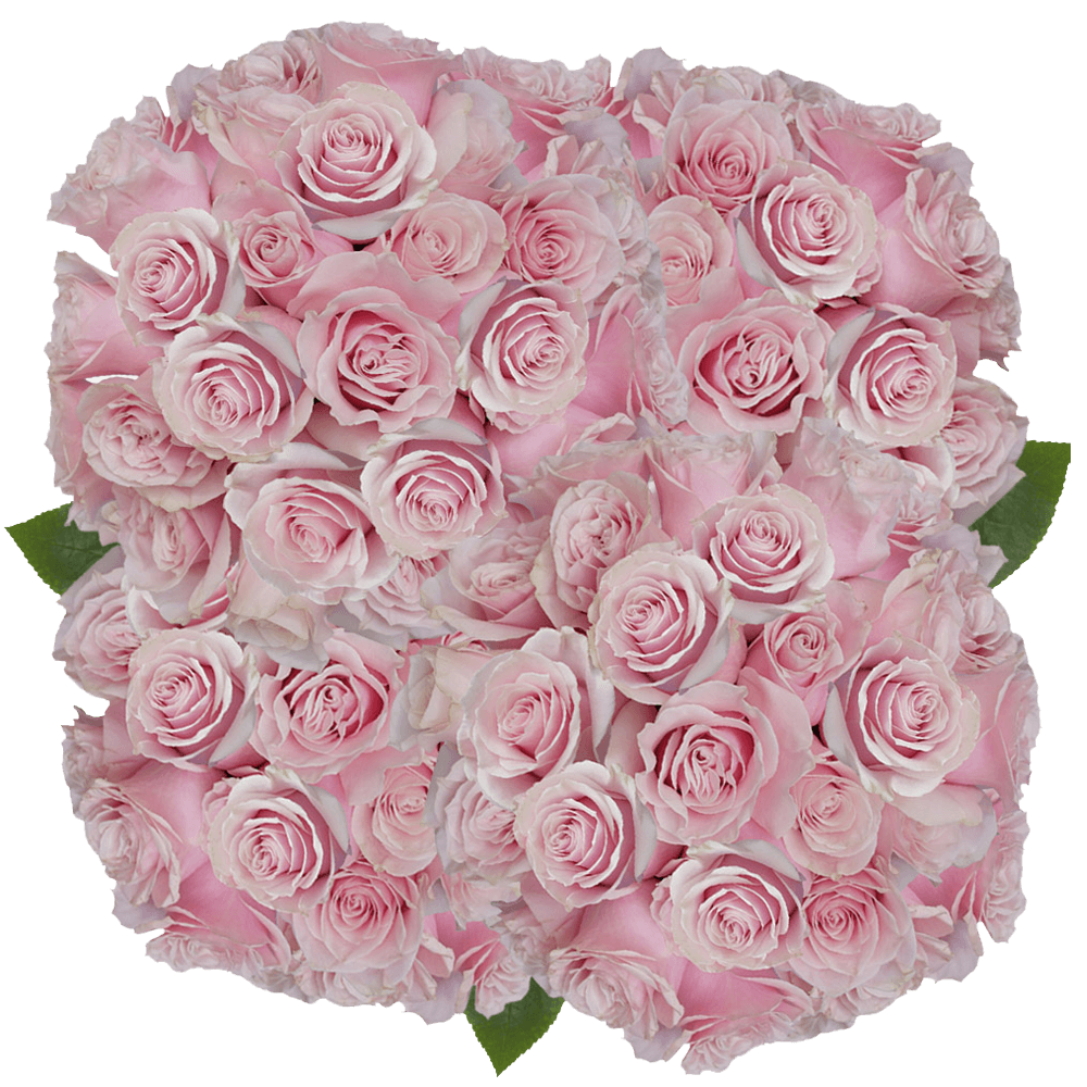 Buy Pink Mondial Roses Flower Delivery